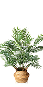 Areca Palm