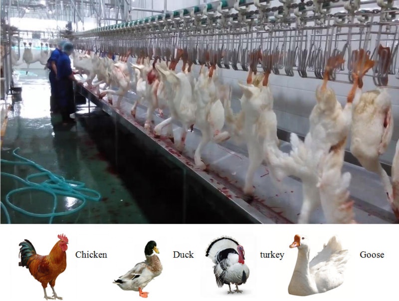 300BPH - 1000BPH Automatic Chicken Processing Plant Poultry Chicken Slaughter Line