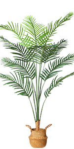 Palm Tree
