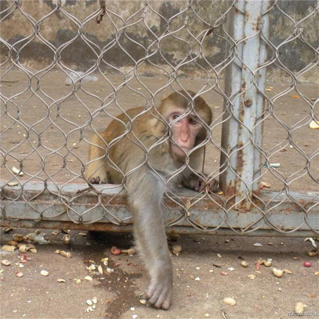Resistant Stainless Steel Wire Rope Mesh For Architecture Safety Barriers And Zoo Cages