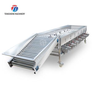 Processing Production Inspecting Grading Fruit Vegetable Onions Saiko persimmon