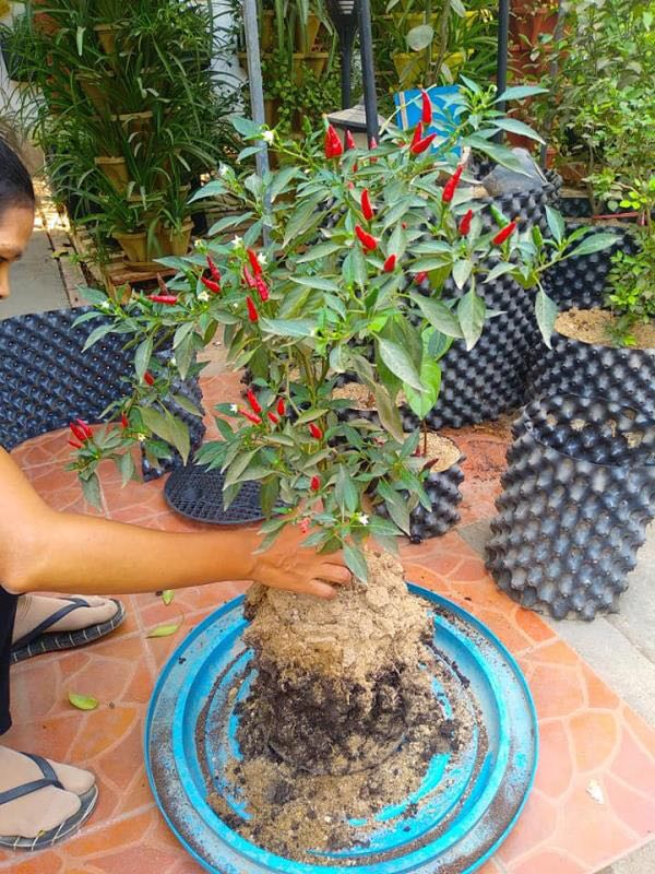 nursery Air Root Pruning Pots made of Hdpe or PVC