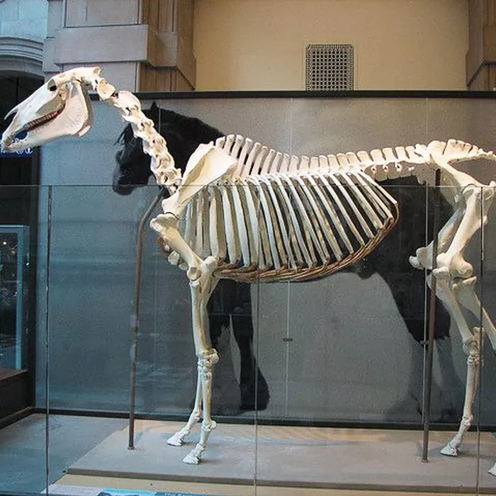 Life Size Dinosaur Skeleton Replica Fossils Waterproof / Sunproof