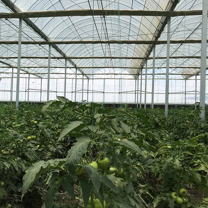 LiTai Greenhouse Multi-Span Film Agriculture Greenhouse with Steel Frame Construction