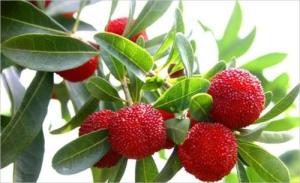  Bayberry bark Extract, Myrica rubra extract, CAS No: 529-44-2, natural ingredient Myricetin Manufactures
