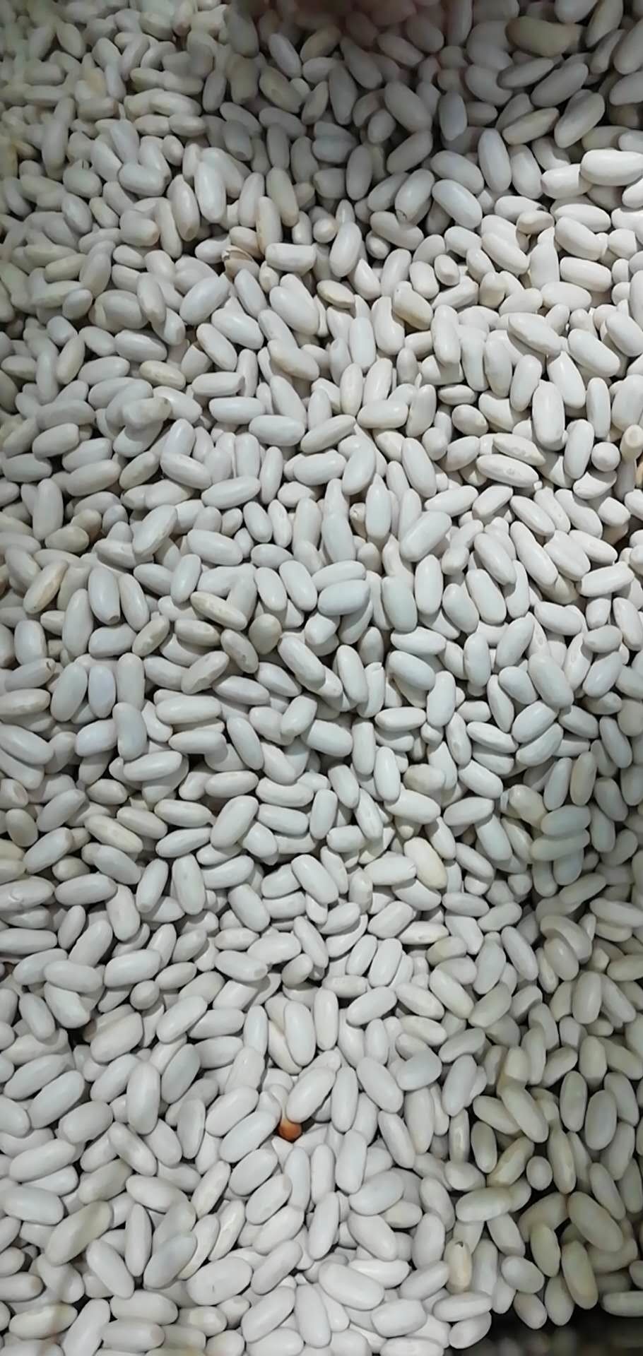 Canary Bean Color Sorter Machine Automatic Bean Color Sorter