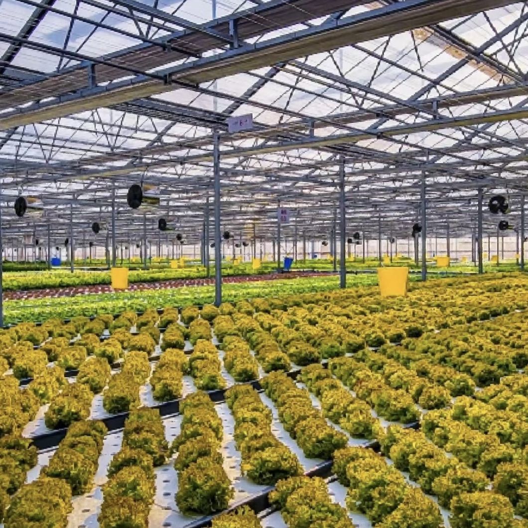 Good Light Transmission Glass Greenhouse for Flower Growing