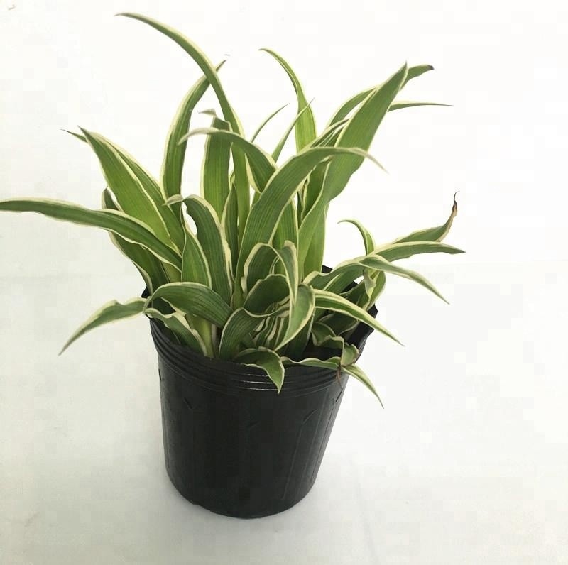 Metal Shiny Plastic Flower Pot with Saucer Together Chinese Style