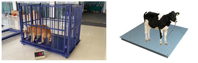 Portable 3T Livestock Weighing Scales With Load Cell