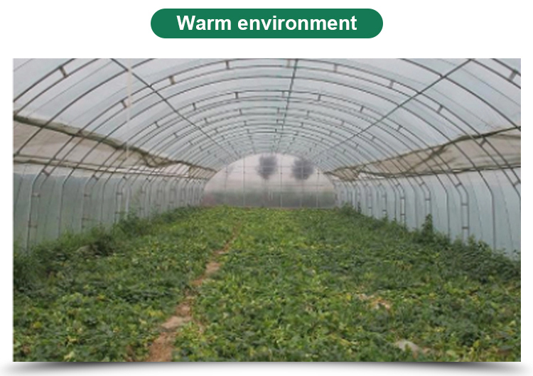 Tunnel Greenhouse for Strawberries and Tomatoes Planting Fast Delivery within 30 Days