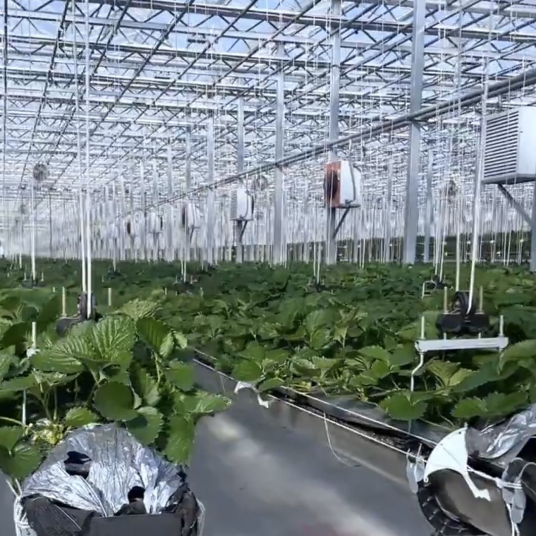 Sleek Glass Greenhouse with Hydroponic Vegetable Setup