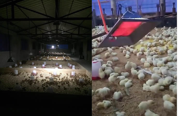 Gas Chicken House Brooders Heater LPG NG Propane Brooder Energy Saving