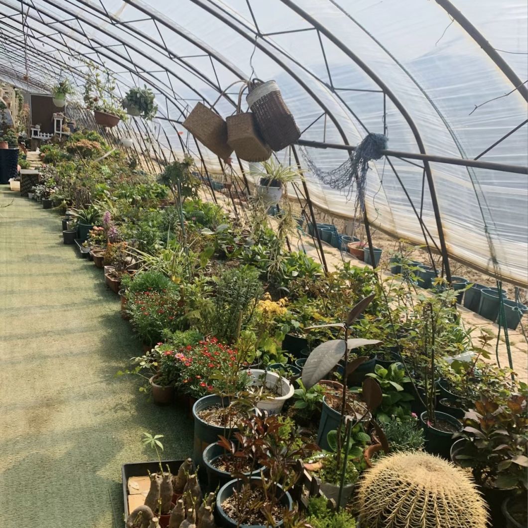 Hydroponics Growing System Sunlight Greenhouse