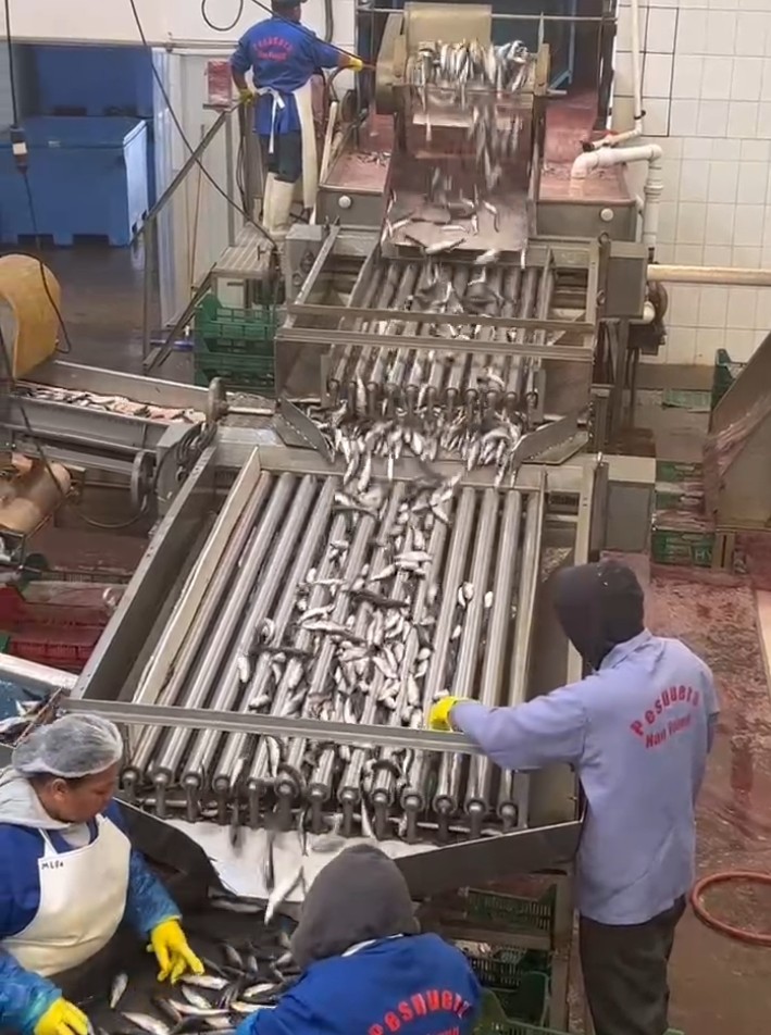 Four Models Automatic Fish Processing Line And Sorting Small Fish Line With 5