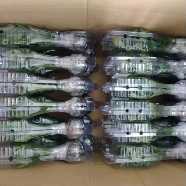 Customized blister clear pet PVC plastic plant clamshell packaging Nursery transportation folding box packaging