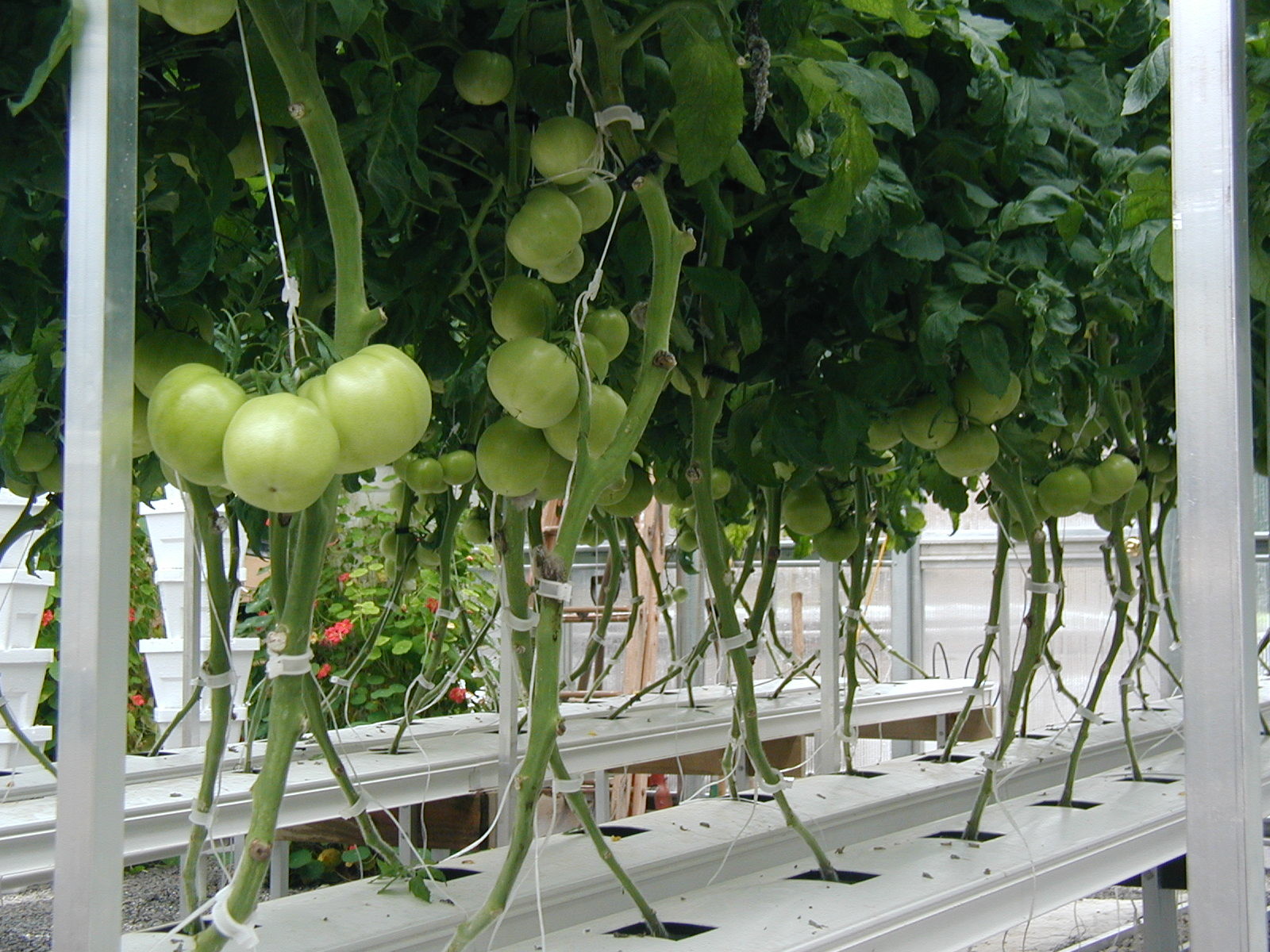 Cucumber Greenhouse Hydroponic Systems Galvanized Frame Thin Film Structure