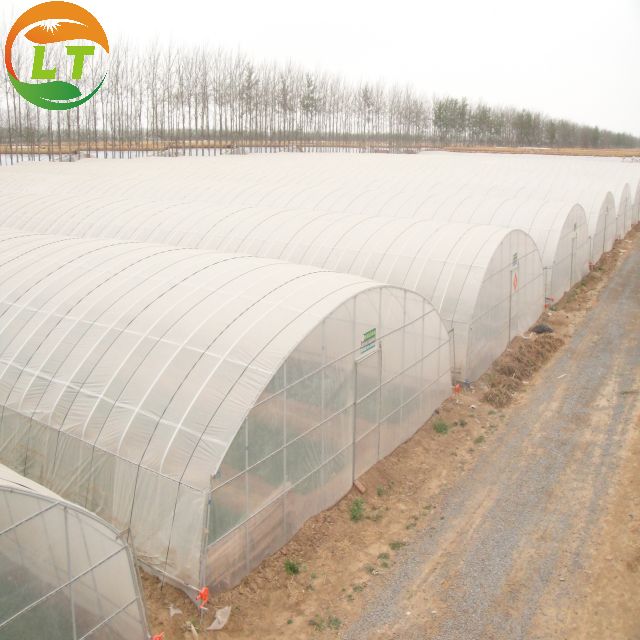 Single Layer Multi-Span Agricultural Greenhouses for Large-Scale Tomato Plant Farming