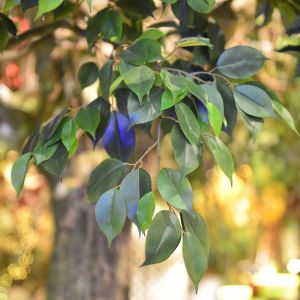 2m Artificial Landscape Trees Large Ficus C Style Custom Height Exibition Hall