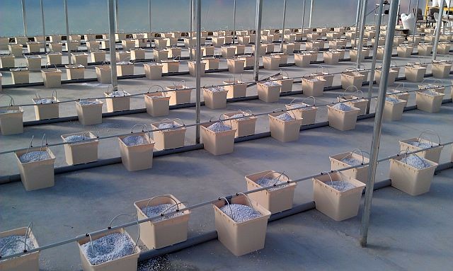 PP Hydroponic Tomato Growing Dutch Bucket System for Vegetables