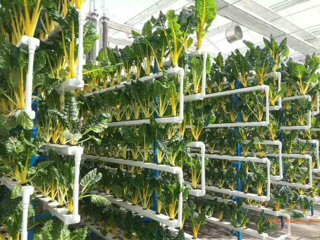 Innovative Hydroponic System for Film Greenhouse Cultivation