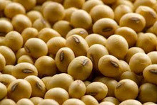 Coffee Bean / Soybean Meal Pellet Bagging Equipment Packing Scale
