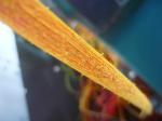 High Speed PP PE Plastic Artificial Rattan Wicker Making Machine