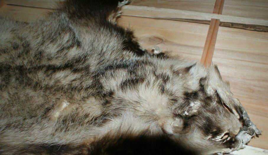 High Mountain White Badger Brush Hair / Animal Hair Stiffer Than Silvertip