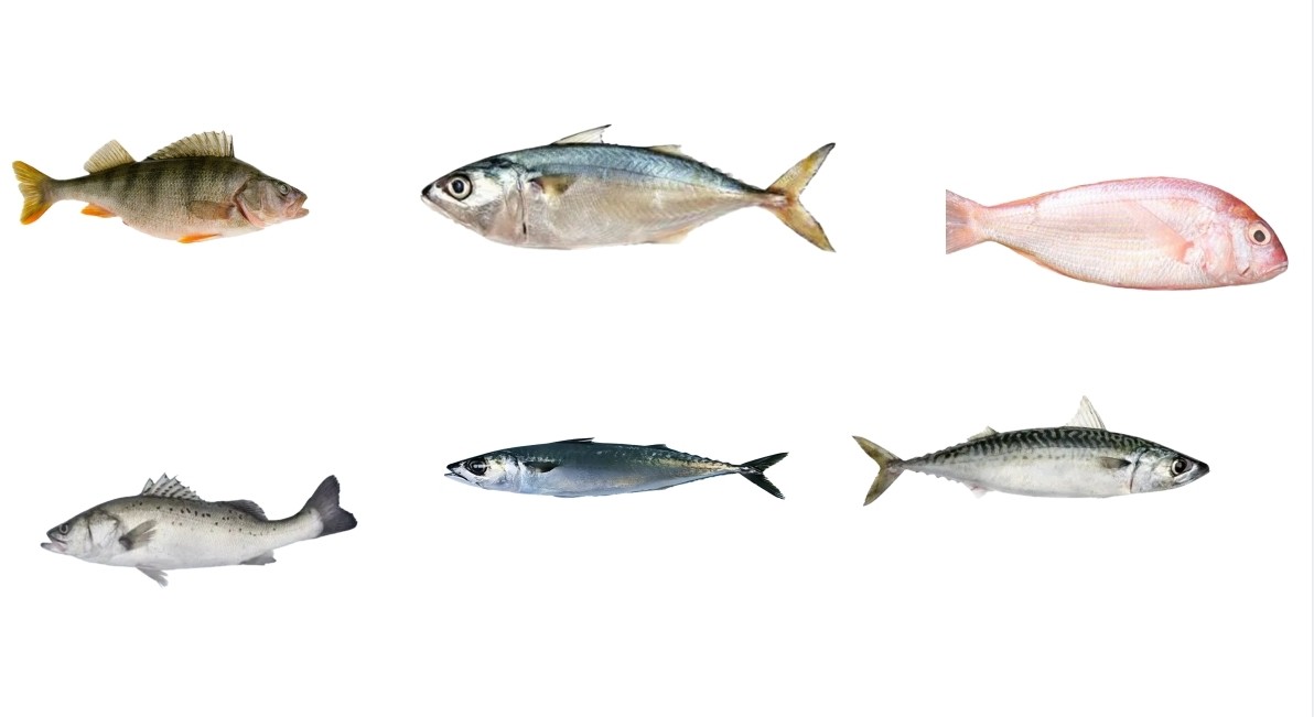 Four Models Automatic Fish Processing Line And Sorting Small Fish Line With 5