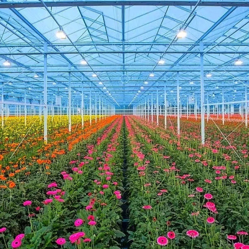 Venlo Tempered Glass Greenhouse with Hydroponics Growing System