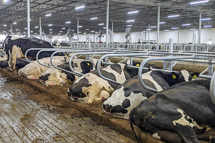 ISO9001 2008/CE/BV Certified Prefabricated Steel Beams H Beams Livestock Shed for Cow