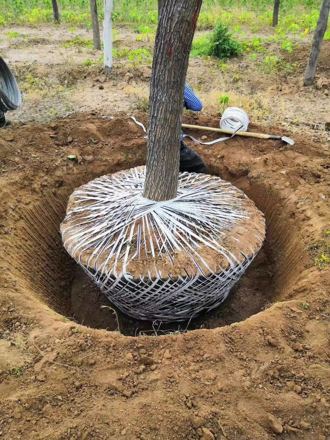 tree mover machine price manufacturer address how much money, tree digging machine moving tree machine manufacturer