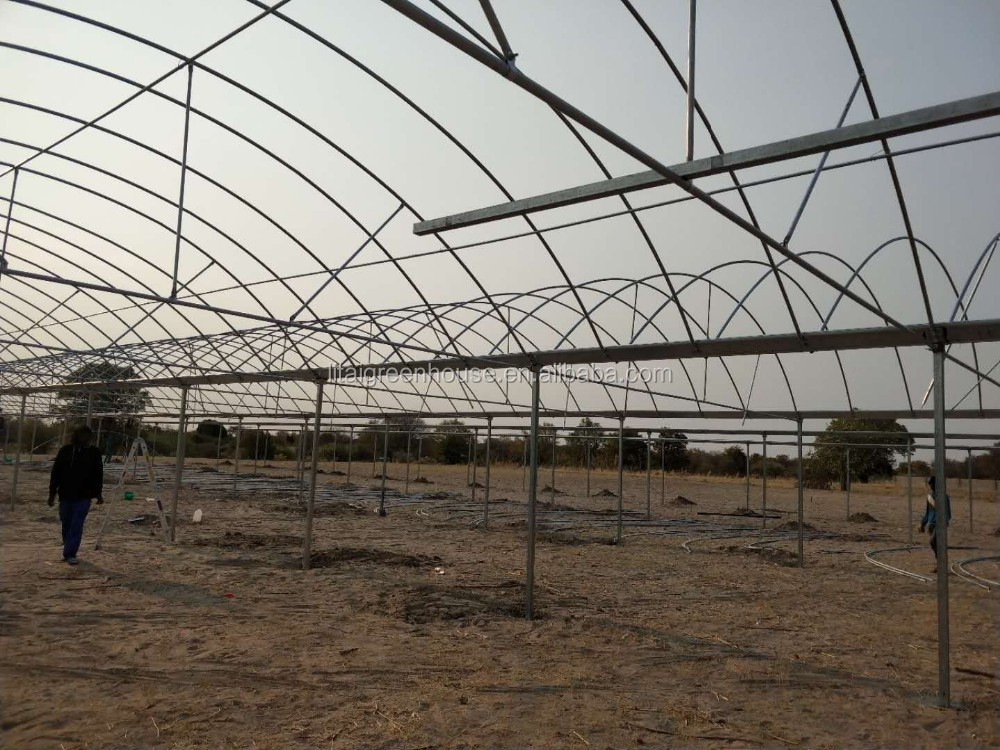 Single Layer Roof and Side Ventilation Namibia Commercial Greenhouse for Tomatoes Farming