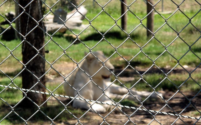 1.8mx10x50mmx50mm2.5mm, 29kg galvanized chain link fence slats Panels from ". Victoria "