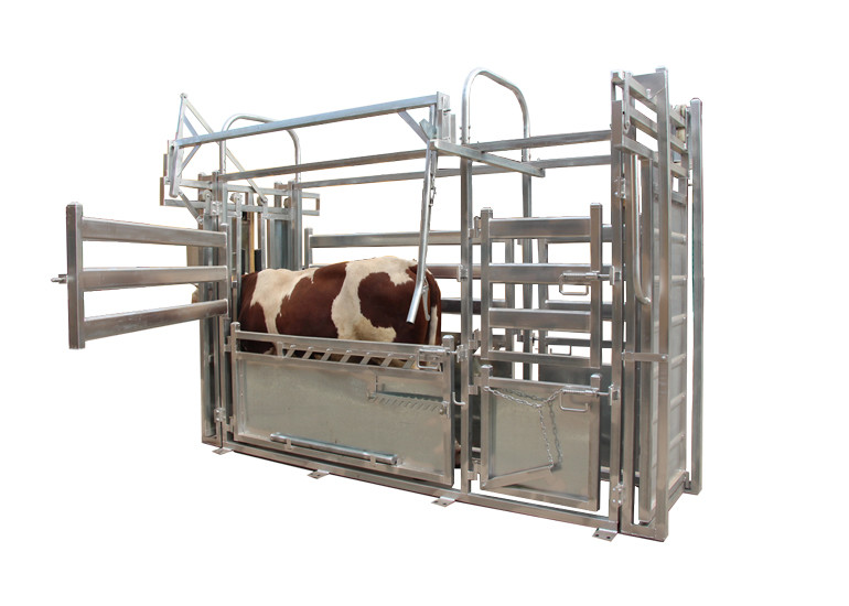 Cattle Crush Galvanized Livestock Fencing Galvanized Steel Fence