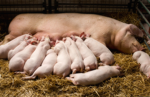 609-386-0 EINECS No. MCP Calcium Hydrogen Phosphate A Must-Have for Aquaculture Animals