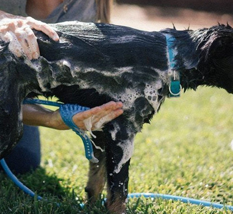Massage Dog Shower Sprayer Brush Dog Grooming Shower Sustainable