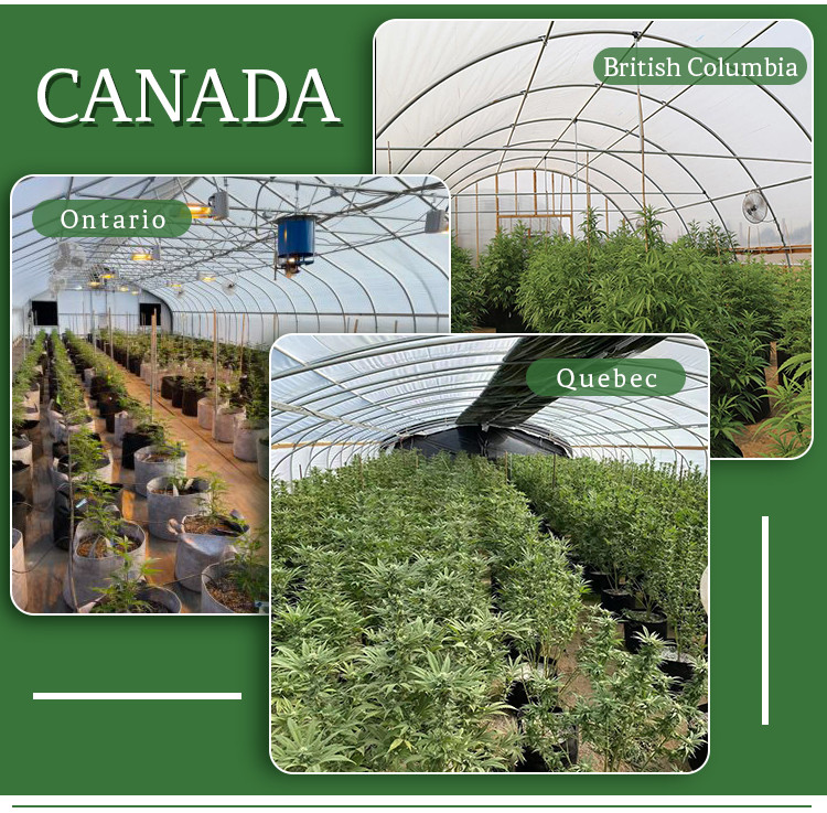 LED Light Secure Greehouse With Automatic Ventilation System And Shading System