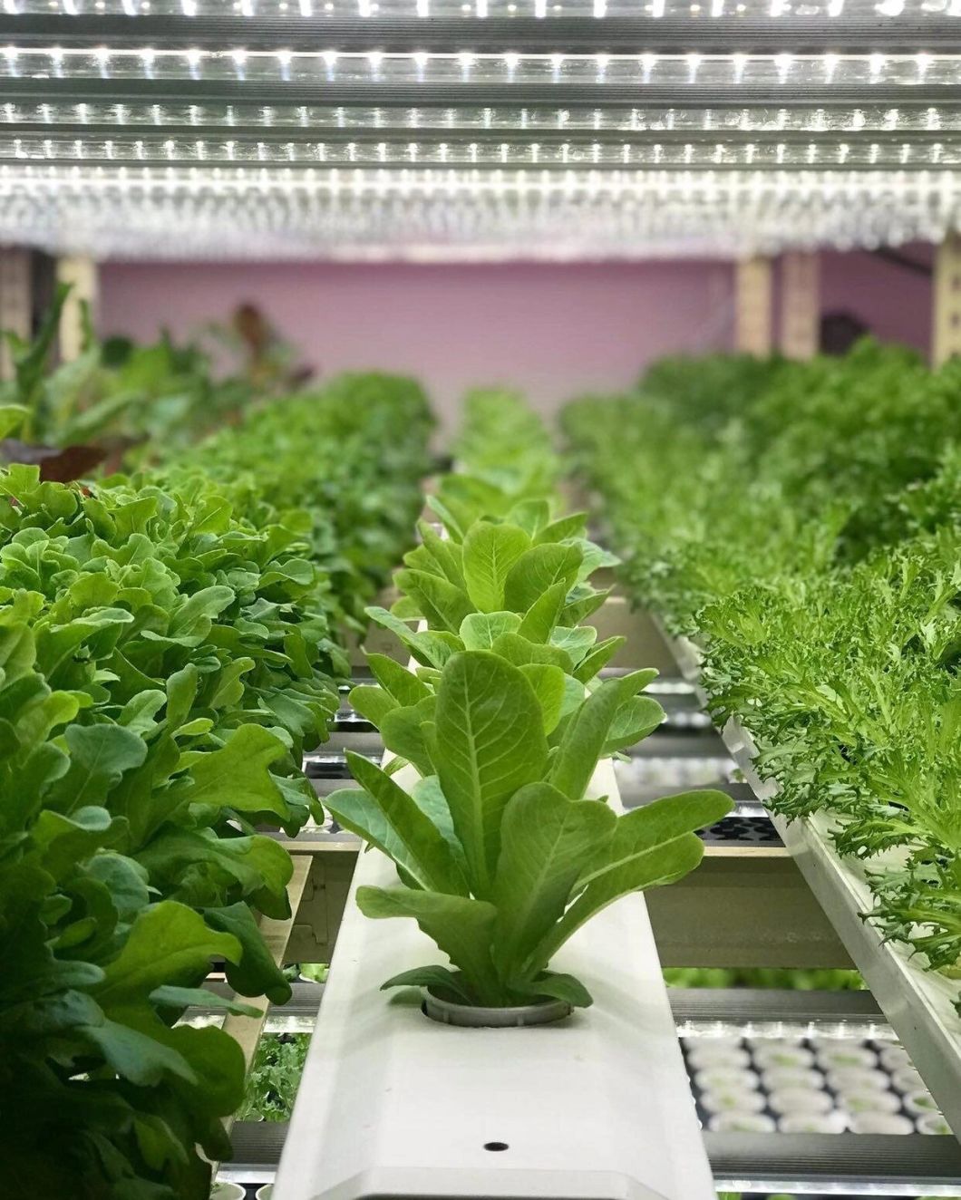 Greenhouse Suitable for Soilless Cultivation of Vegetables and Fruits