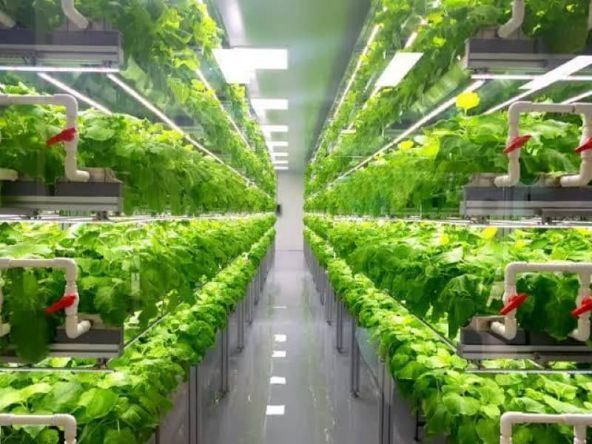 Smart Container Greenhouse for Mushroom Cultivation