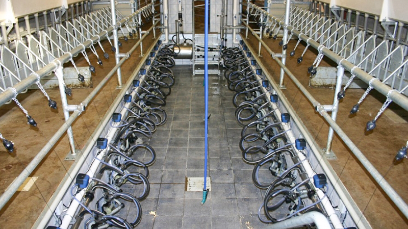 Aluminum Alloy Window Prefab Steel Construction Agricultural Building for Cattle Barn