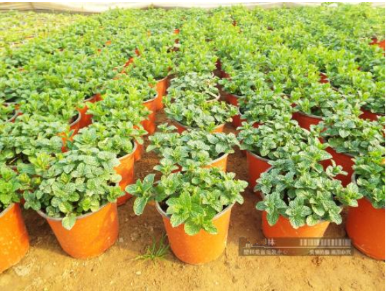 Vacuum formed thermoforming plastic blister pot for fower and tree