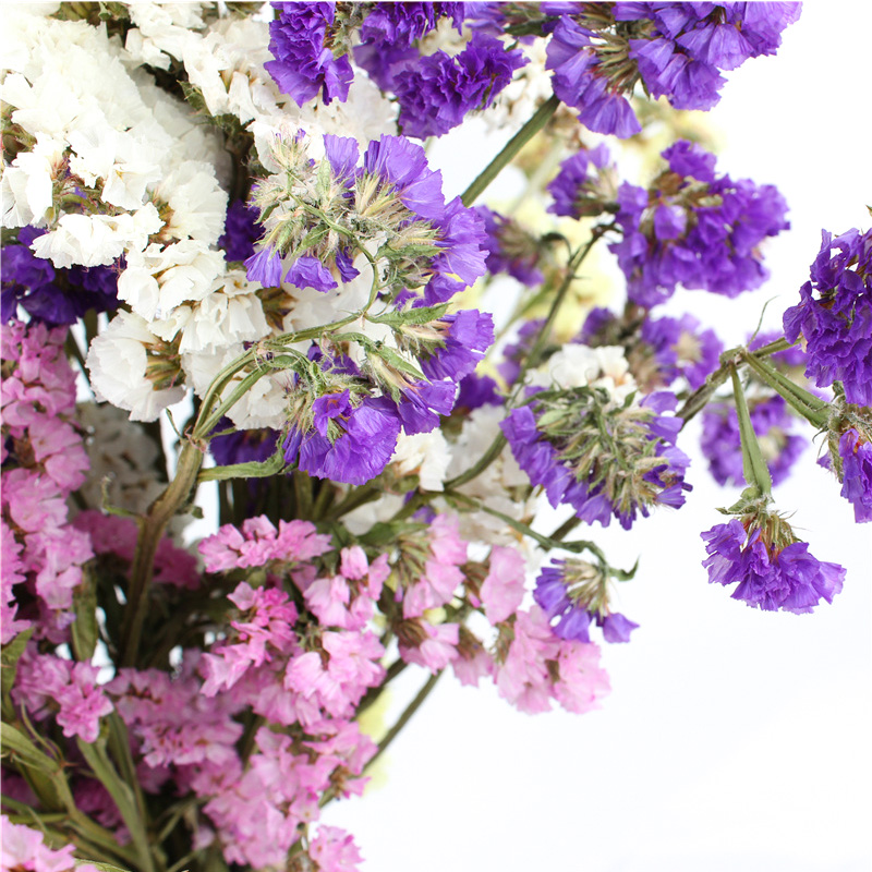 Statice Limonium Beautiful Dried Flowers Beautiful With Long Using Time