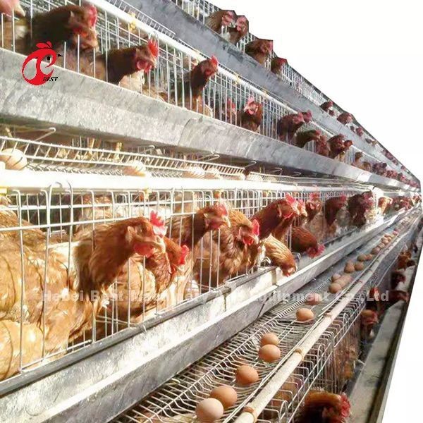 H Type Automatic H Type Broiler Chicken Cage Video Installation Outgoing Inspection Provided Rose