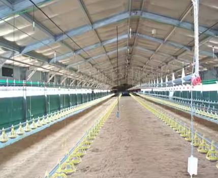 Prefab Metal Structure Building Dairy Cow Shed Goat Farming House Light Steel Frame Horse Barn Steel Structure Poultry House