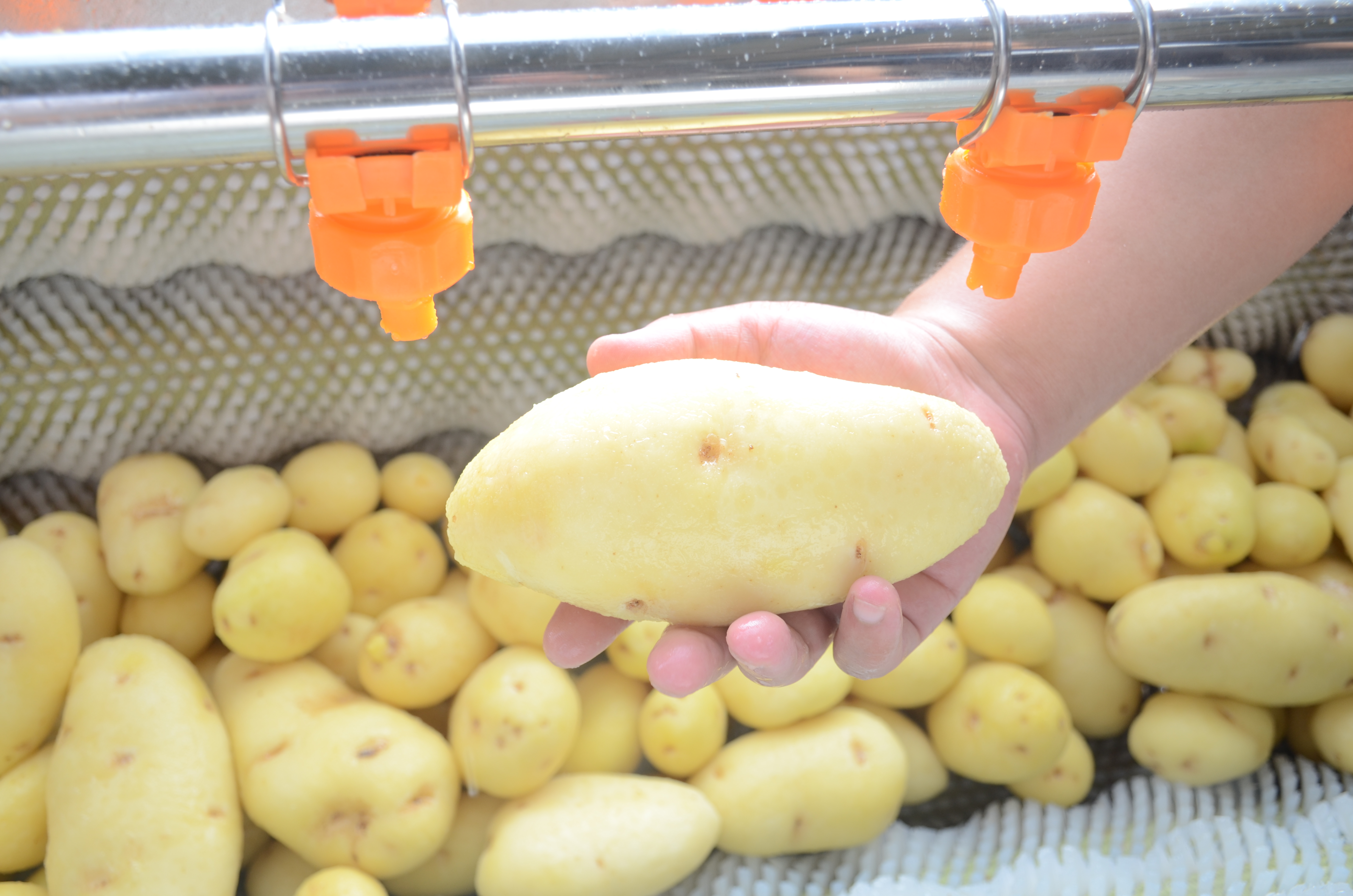 Automatic Root Vegetable Peeling Machine