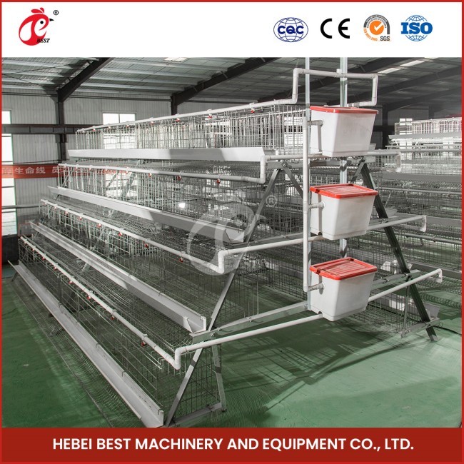 Efficient Automatic Layer Battery Cage System 2.2m X 2.4m X 1.65m Durable Construction Star