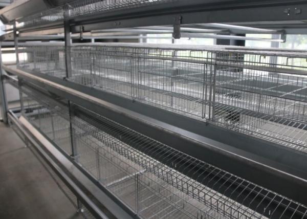 160 Birds Layer Chicken Cage Automatic Controlling System Q235 Steel Wire