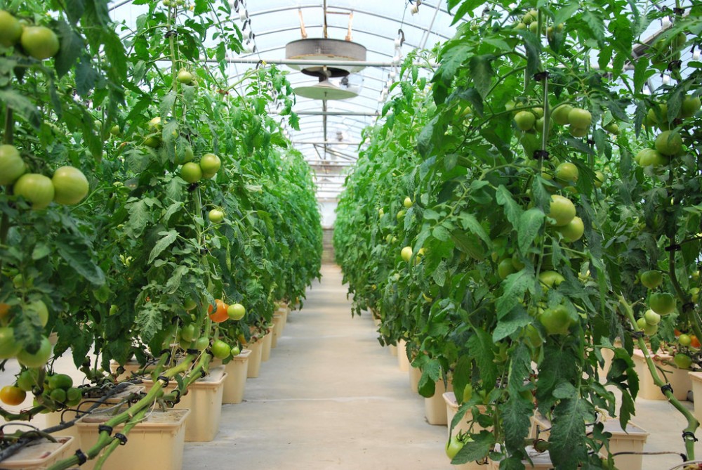 PP Hydroponic Tomato Growing Dutch Bucket System for Vegetables
