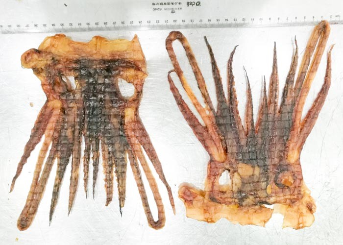 Healty Tentacle Shredded Squid Snack Tentacles Deep Sea Brown Color