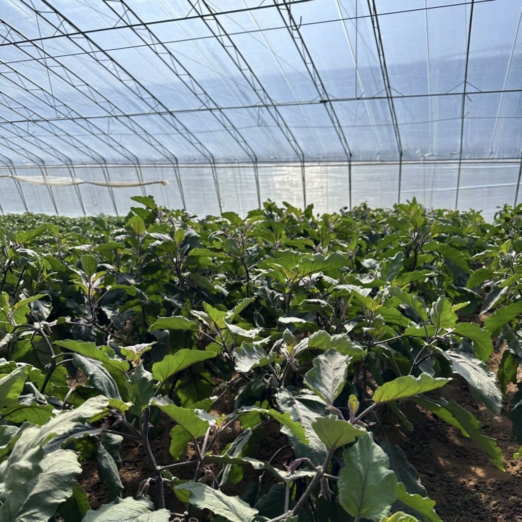 Hydroponics Sunlight Greenhouse